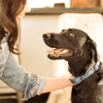 PetSafe NO BARK Spray - immagine 2